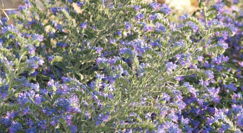 Гостевой дом ЦикадаКлуб Севастополь-26